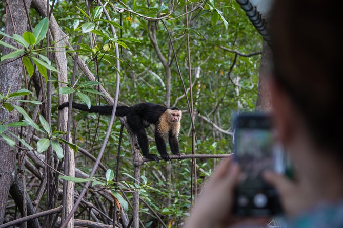 Damas Mangroove Boat Tour From Manuel Antonio - Inclusions and Details