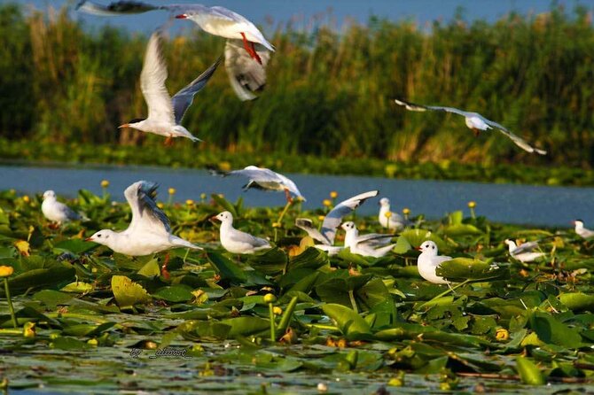Danube Delta and Black See – 2 Days Private Tour From Bucharest