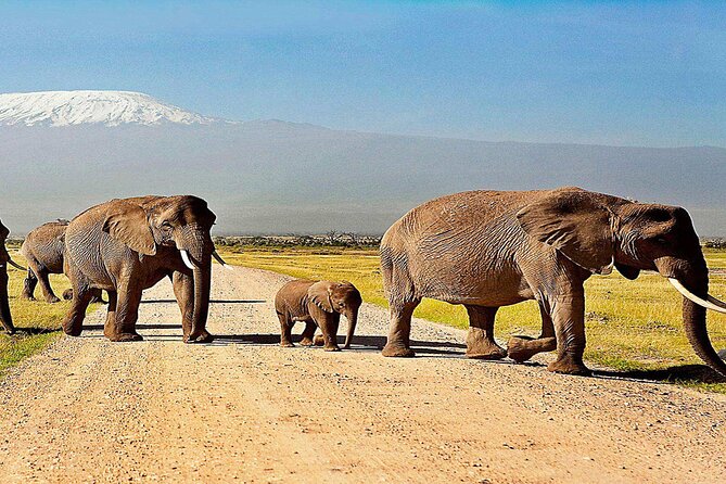 Day Tour – Amboseli National Park From Nairobi