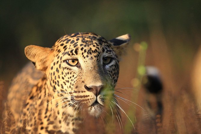 Day Tour to Wilpattu National Park From Bentota
