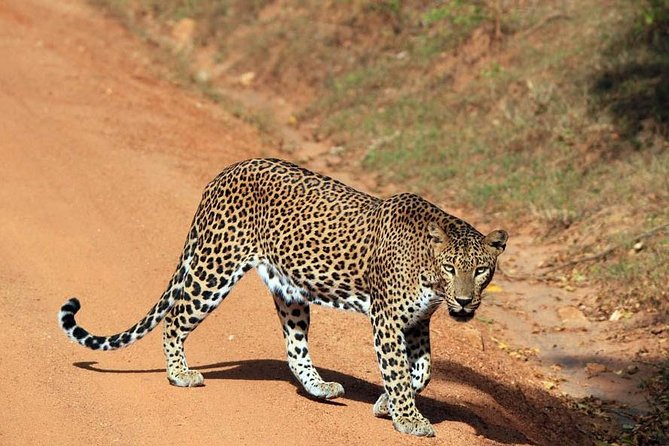 Day Tour to Wilpattu National Park From Negombo
