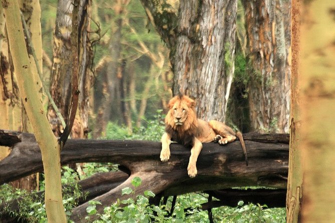 Day Trip – Lake Nakuru National Park Tour From Nairobi