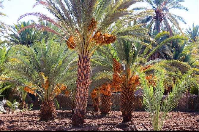 Day Trip Ouarzazate Zagora - Included Experiences
