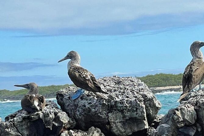 Day Trip to Isabela Island and Tintoreras in Galápagos