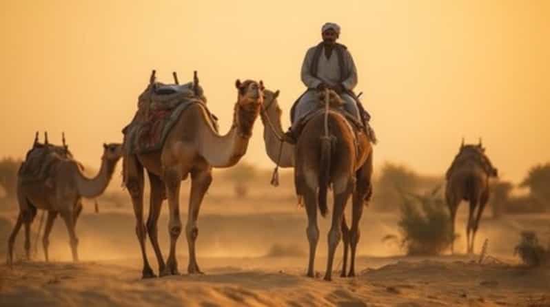 Desert Safari & Tour
