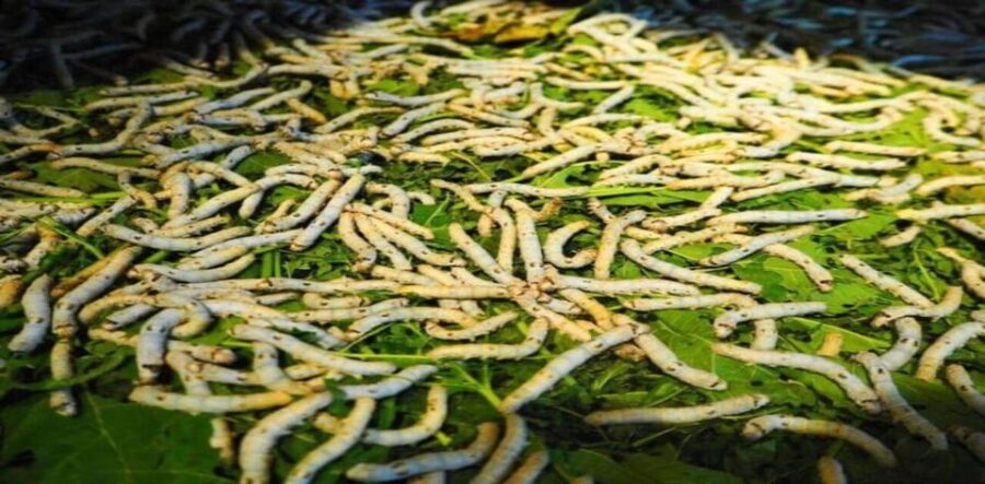 Discover Traditional Silk Process in Hoi An Silk Village
