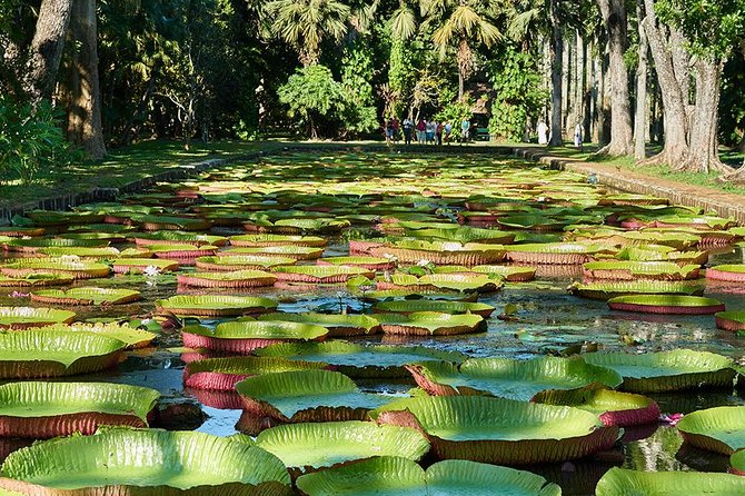 Discovering the North of Mauritius: Full-Day Incl Botanical Garden & Lunch