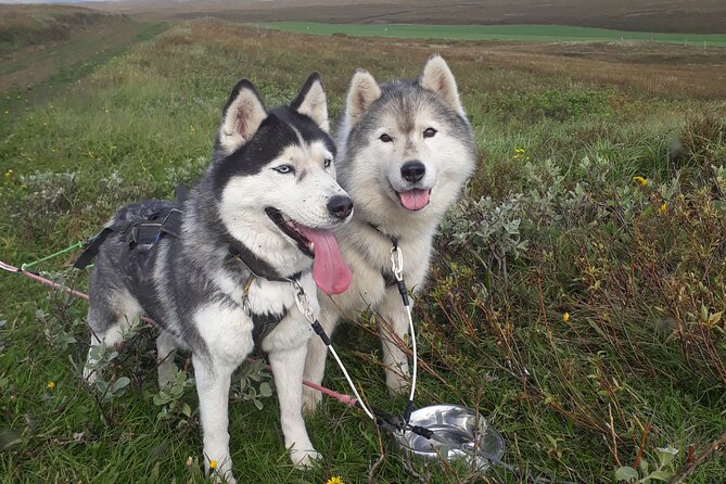 Dog Sledding and Mushing Experience by Siberian Husky in Iceland