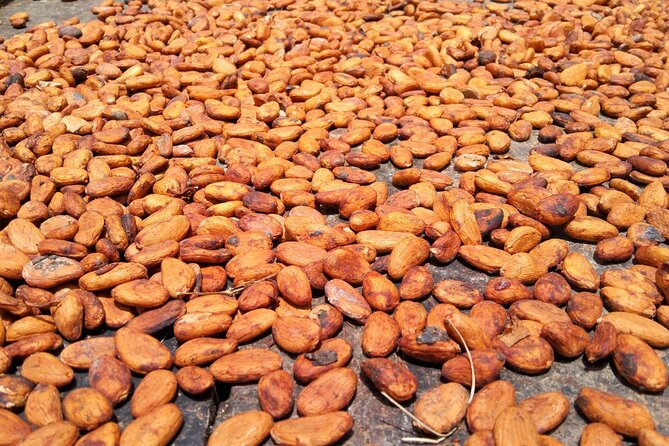 Dominica Chocolate Factory Tour and Taste