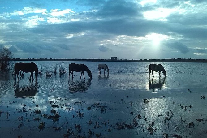 Doñana Natural Park Full-Day Tour From Seville