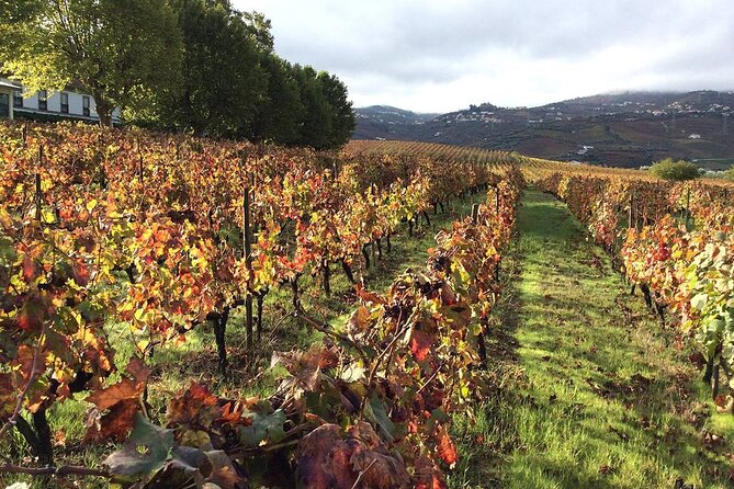 Douro: Luxury Walking Tour With Full Lunch at Quinta Da Pacheca - Tour Overview