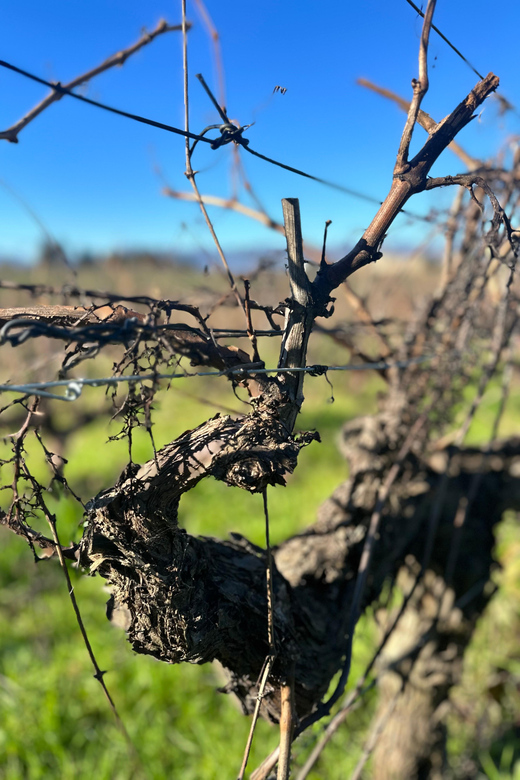 Douro Valley Tour