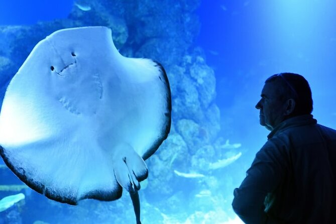Dubai Aquarium And Underwater Zoo Tickets At Dubai Mall