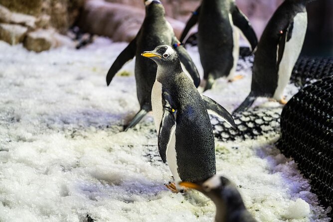 Dubai Aquarium With Various Animal Encounter and Access Options