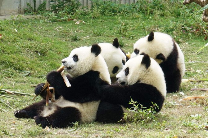 Dujiangyan/Wolong Panda Sanctuary Day Tour Option Panda Keeper