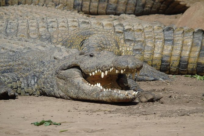 Durban Shore Excursion: Valley of 1000 Hills and PheZulu Tour