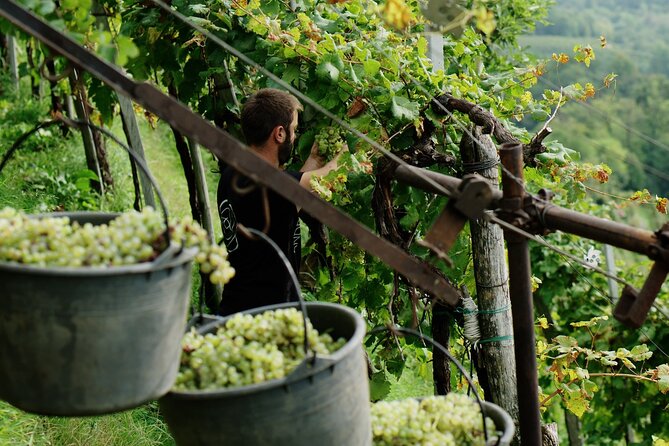 E-Bike Tour in Valdobbiadene With Wine Tasting and Typical Food