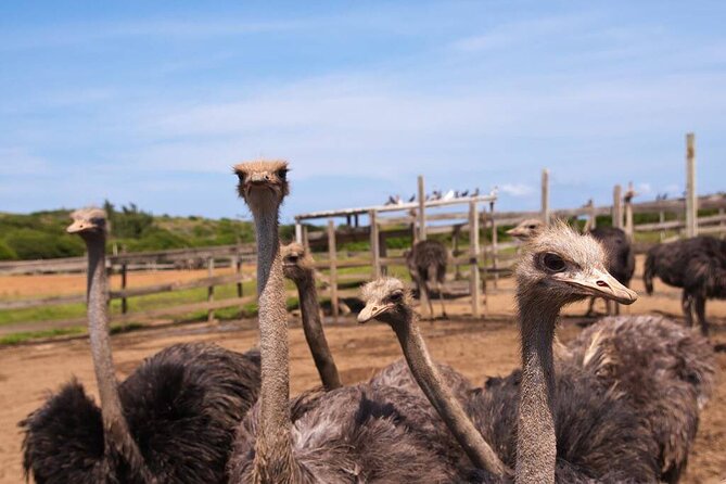 Eastern Treasures of Curacao Tour