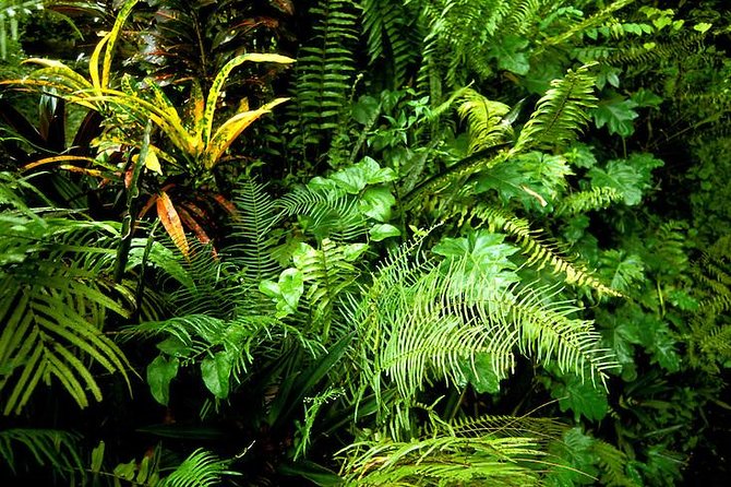 Eco-Tour (Konoko Falls & Fern Gully- From Ocho Rios