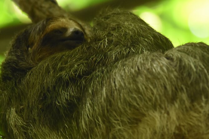 Ecocentro Danaus Nature Walk and Search for Sloths - Overview of the Ecocentro Danaus
