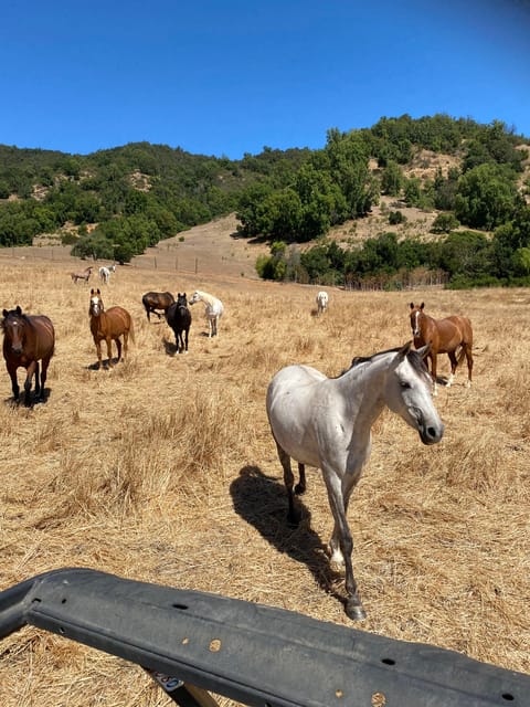 El Pangue Wine Tour