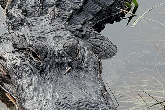 Everglades National Park Biologist Led Hike, 2 Boat Trips + Lunch