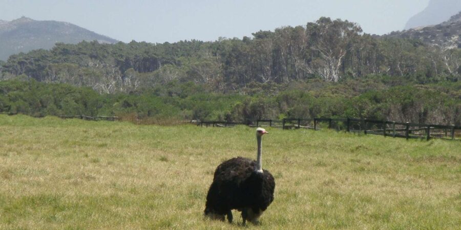 Exclusive African Big 5 Safari Adventure in Cape Town