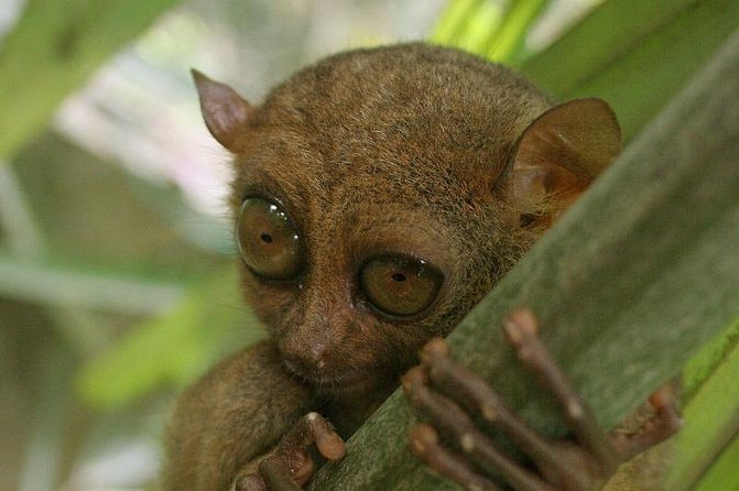 Exclusive Bohol,Philippines Chocolate Hills-Tarsier Tour
