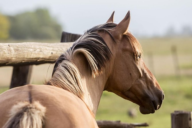 Exclusive Farm Day at Estancia La Bandada, Including Traditional Argentine Barbecue, Horseback Riding and Gaucho’S Show