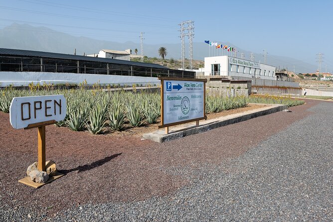 Excursion Visiting Wineries in Tenerife With Lunch