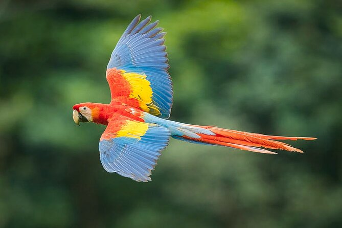 Exotic Wildlife and Birdwatching Safari at Parrot Foundation
