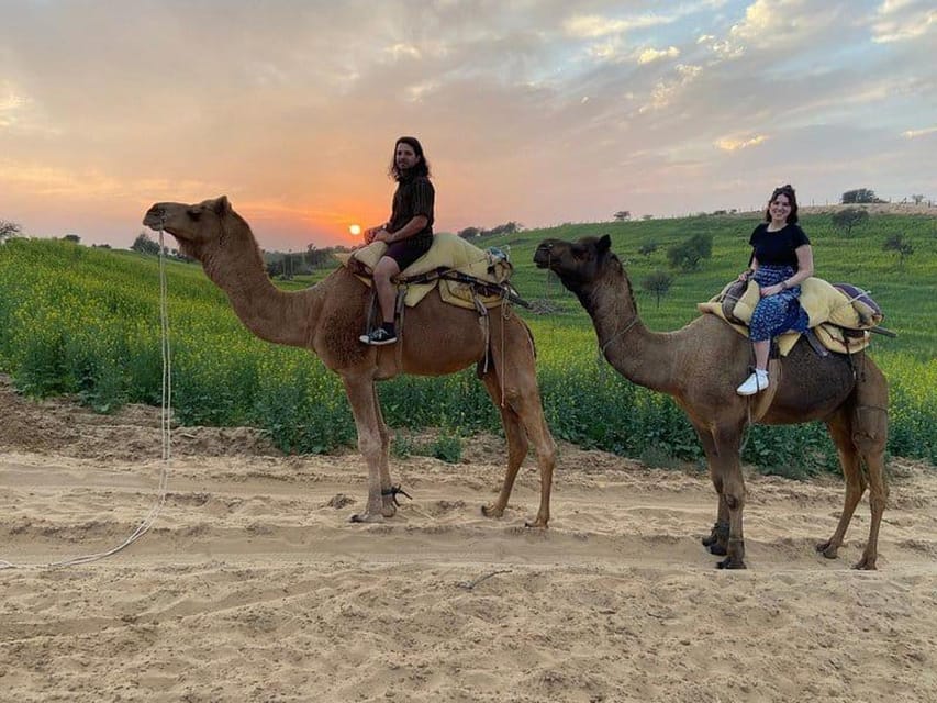 Experience Camel Safari With Overnight Stay With Transport - Overview and Pricing
