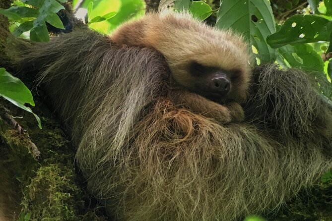 Explore and Learn on a Tour of the Magic Monteverde Cloud Forest
