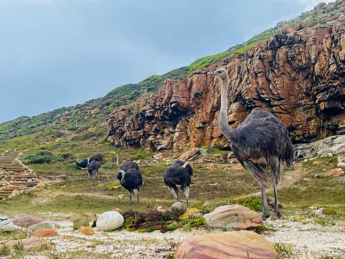 Explore Cape of Good Hope and Boulders Beach: Private Tour