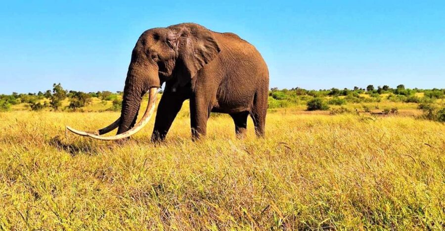 Explore Kruger Park & Sabi Sands for 4 Days & 3 Nights