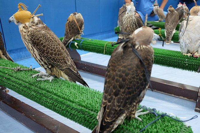 Falcon Hospital Tour Abu Dhabi