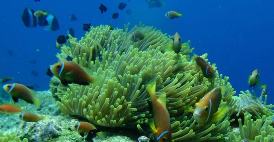 Fantastic Tour :Snorkeling ,Fishing, BBQ & Mini Beach