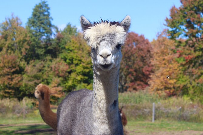 Farm Tour at Clover Brooke Llama/Alpaca/Goat Farm