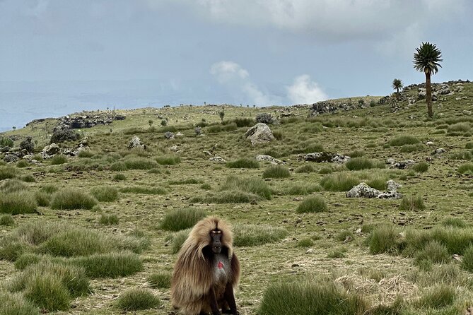 Five (5) Days Tour on North Ethiopia. 1 Day Axum and 3 Days Simien Mountains.