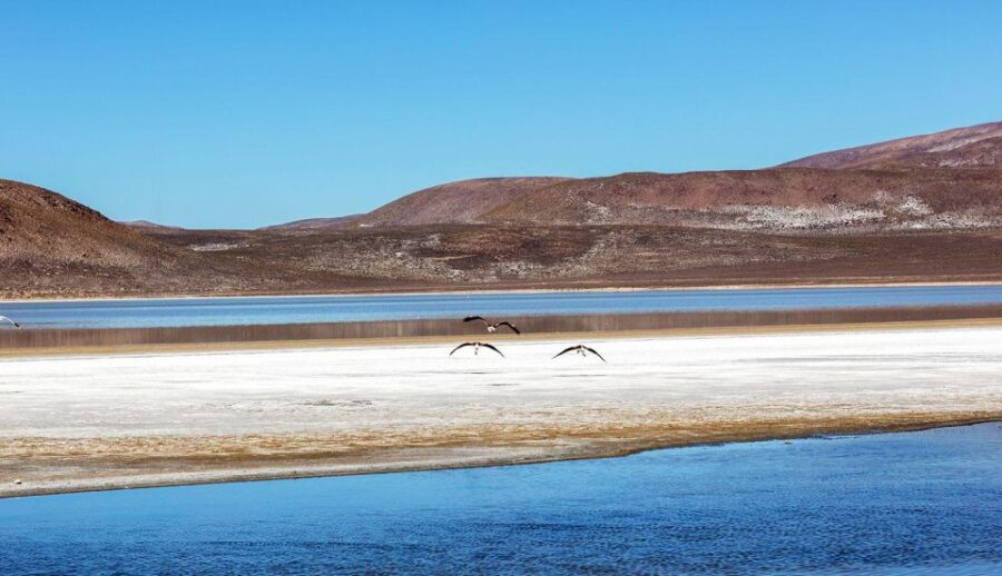 From Arequipa: Excursion to the Salinas Lagoon || Full Day |