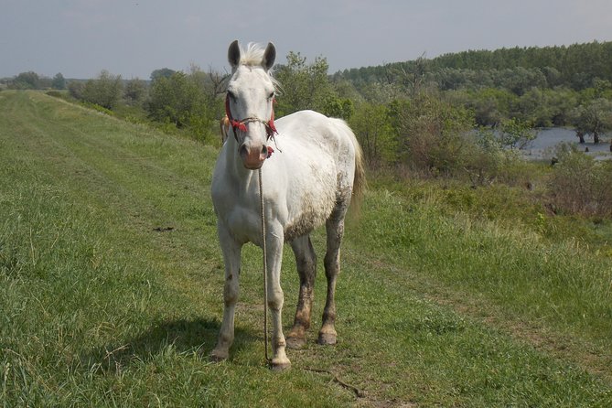 From Belgrade to Pančevo – Into the Wild