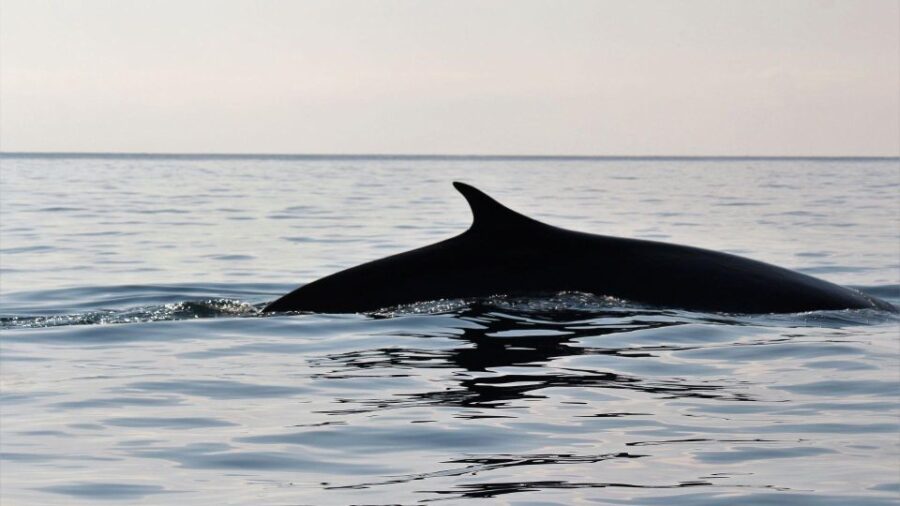 From Cala Gonone: Naturalistic Excursion on a RIB