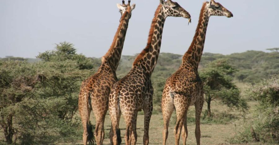 From Cape Town: 2-Day Safari at 4-Star Private Game Reserve