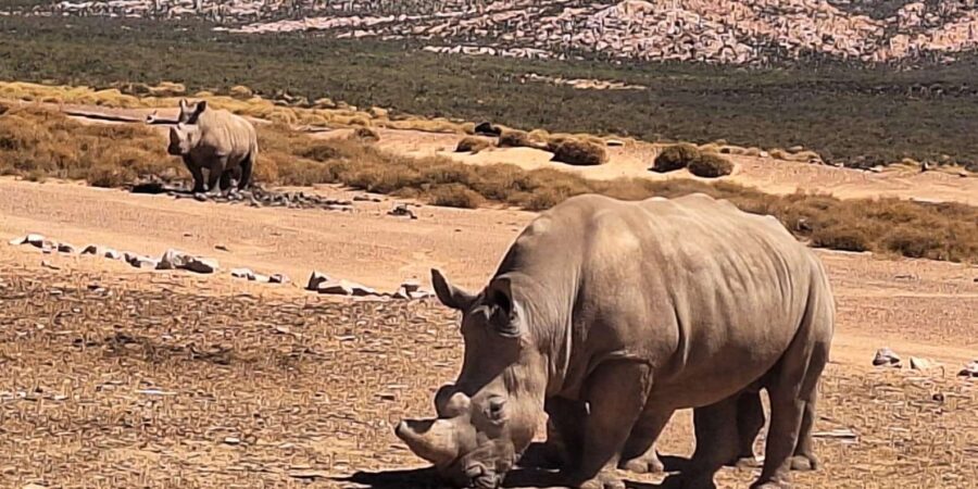 From Cape Town: Aquila Game Reserve Big 5 Safari