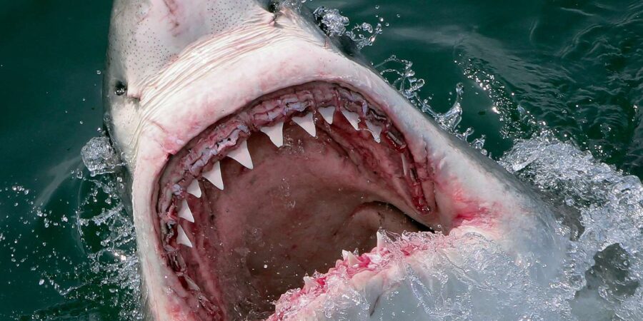 From Cape Town or Hermanus: Shark Cage Dive Boat Cruise