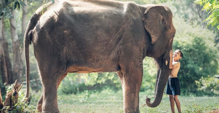 From Cochin: 04 Night/05 Day Kerala Tour