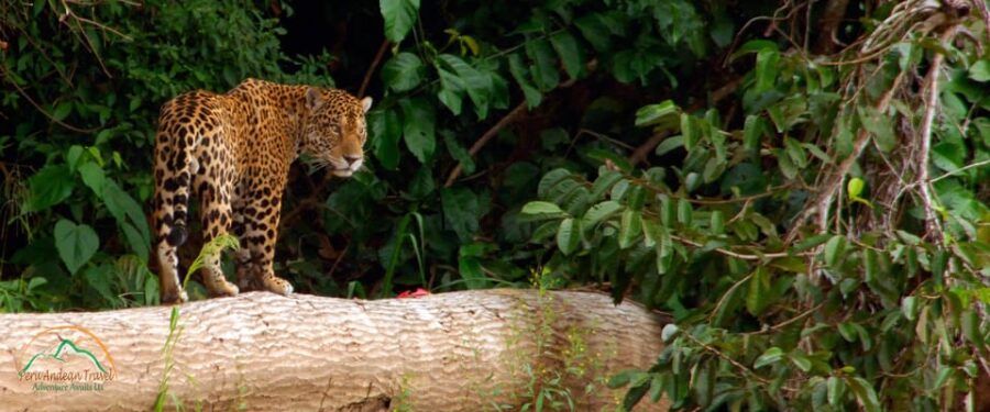 From Cusco | Manu National Park 3 Days - All Included