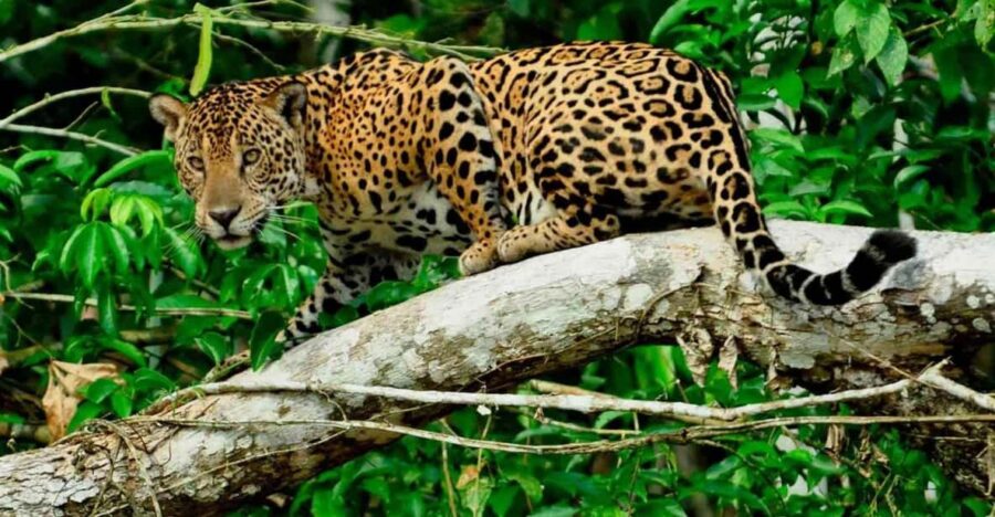 From Cusco: Manu National Park 3Days