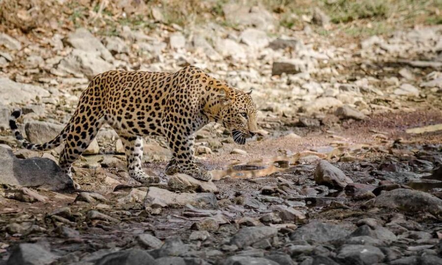 From Delhi: 3-Day Leopard Safari and Golden Triangle Tour