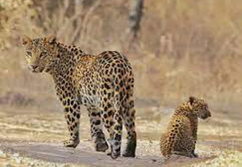 From Delhi: 5-Days Golden Triangle Tour With Leopard Safari